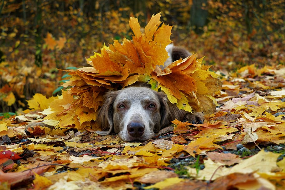 weimaraner, forest, autumn, grey, pet, hunting dog, purebred HD wallpaper