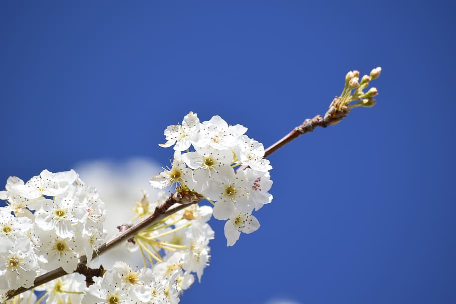 flower, exappiah, flowering plant, fragility, freshness, beauty in nature HD wallpaper