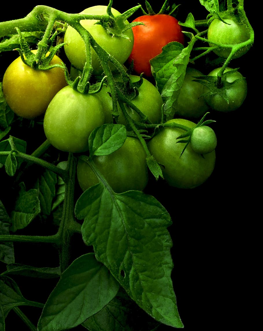 tomato, maturing, green tomato, tomato red, on the branch, bush HD wallpaper