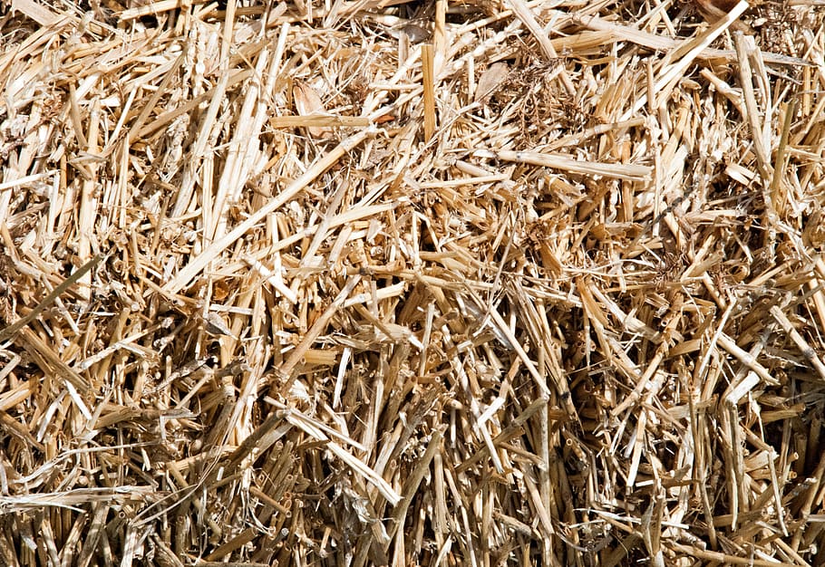 hay, grass, afternoon light, texture, yellow, gold, full frame HD wallpaper
