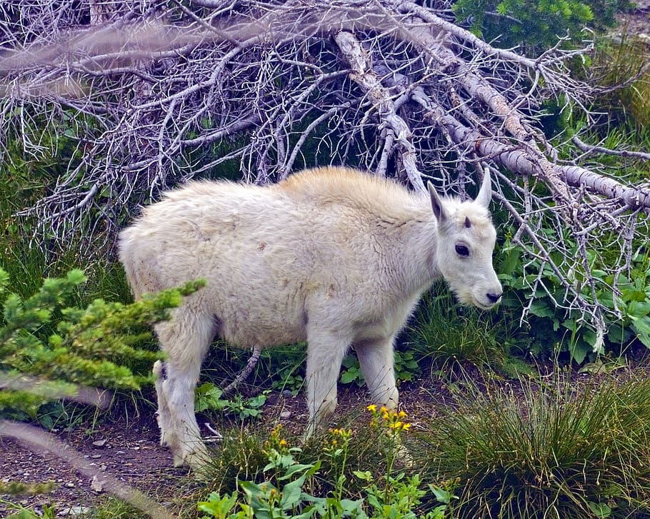 lamb mountain goat, alpine, forest, horns, nature, animal, wildlife