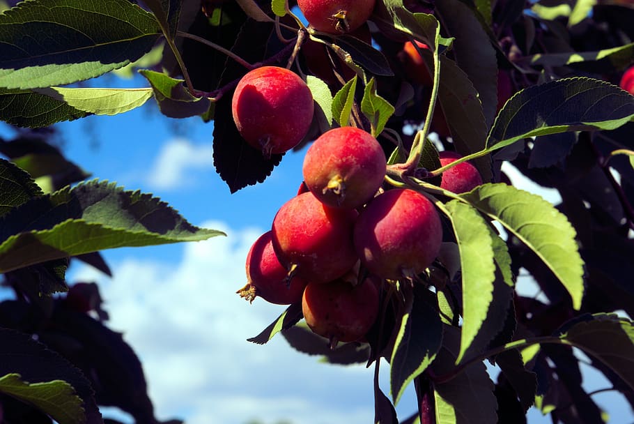 crabapples in colorado, nature, fruit, red, twigs, branch, plant, HD wallpaper