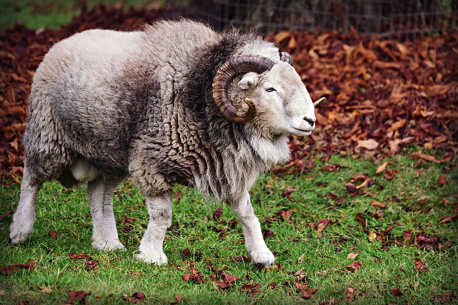 HD wallpaper: ram, sheep, animal, male, horns, wool, domestic, aries, head  | Wallpaper Flare