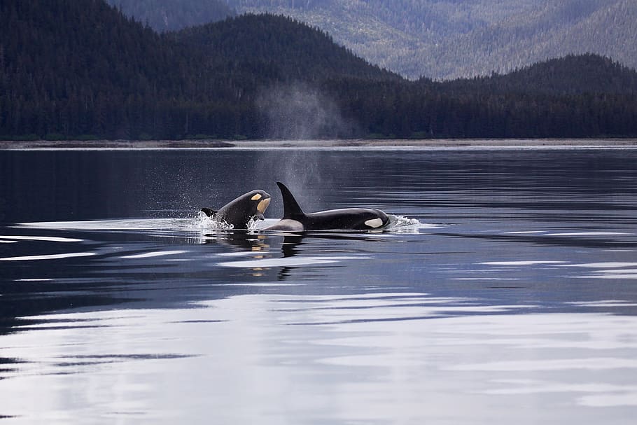 Two Killer Whales Luring on Lake, action, animal, daylight, landscape