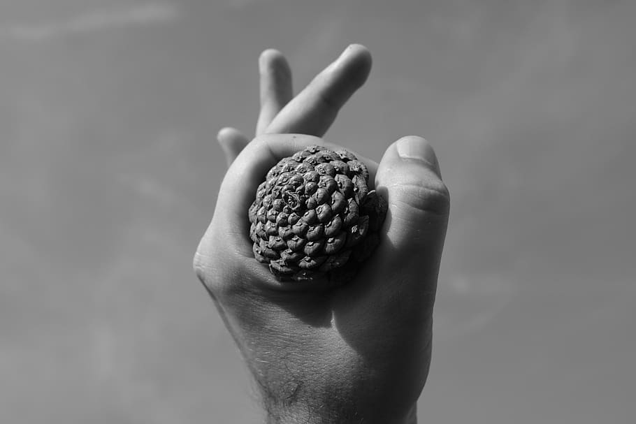 hand, cone, nature, pine, black and white, human hand, human body part HD wallpaper