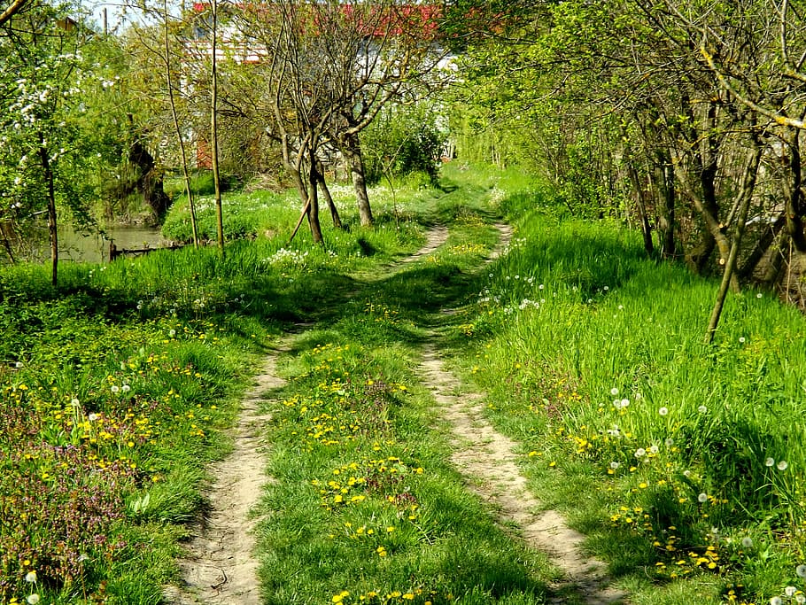 path, way, jungle, forest, tree, wood, fire, plant, tranquility HD wallpaper