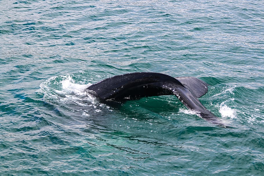 whale on water, sea life, animal, mammal, iceland, bird, nature HD wallpaper