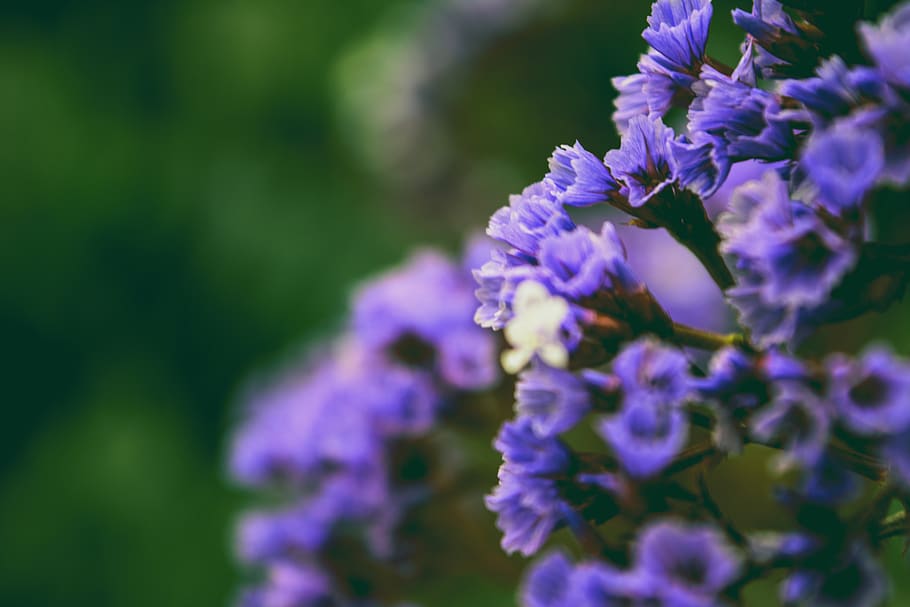 flowers, flowering plant, vulnerability, fragility, freshness HD wallpaper