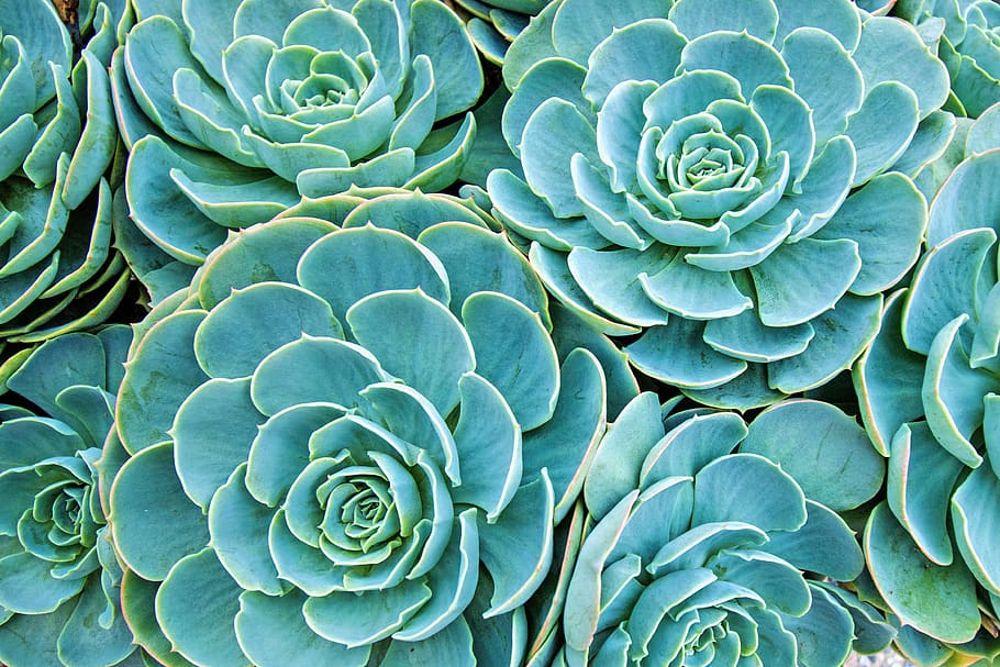 background, texture, plant, leaf, nature, color, close-up, full frame HD wallpaper