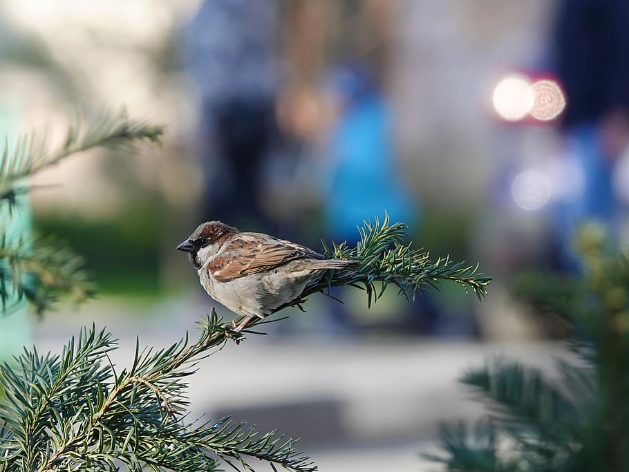 brown sparrow on tree branch, bird, animal, plant, conifer, flora HD wallpaper