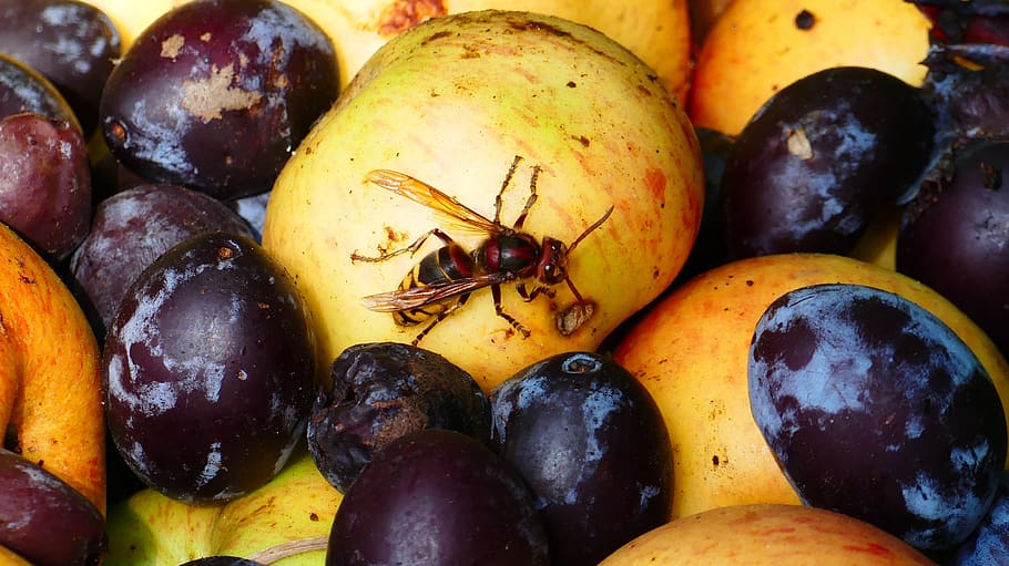 hornet, insect, wasp, yellow, fruit, plums, healthy eating HD wallpaper