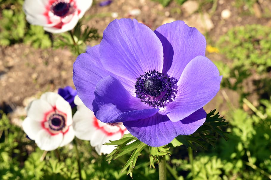 flower, flora, nature, petal, garden, floral, beautiful, blooming HD wallpaper