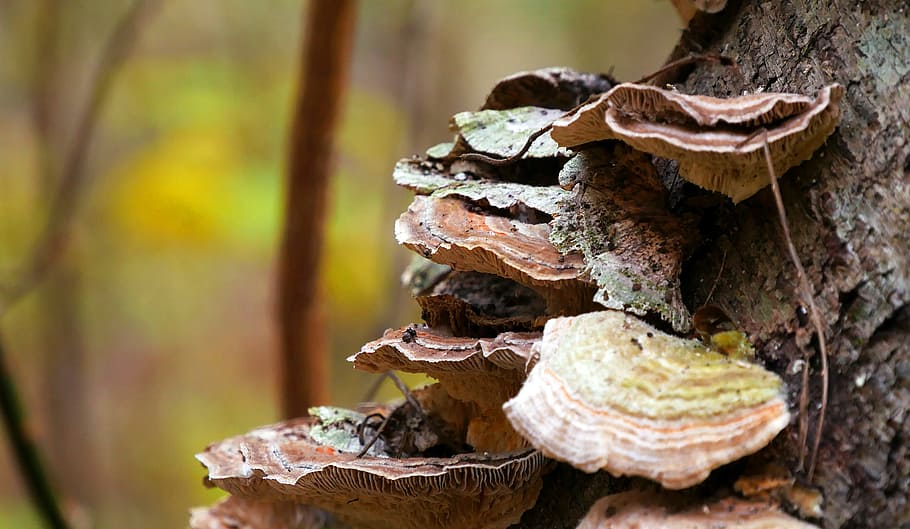 Fungi growing on bark of fallen tree in the forest., fungi mushroom