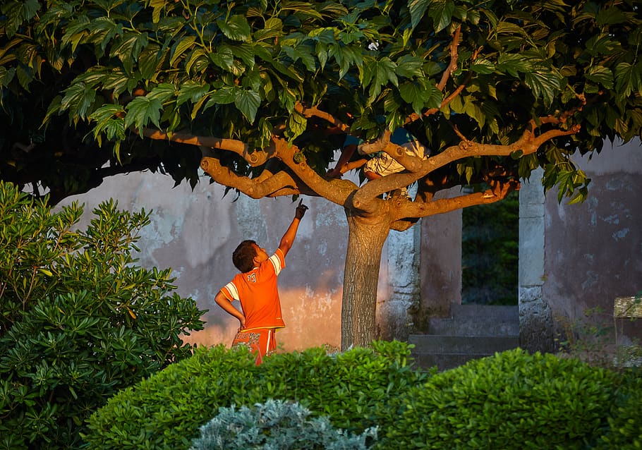 france, bonifacio, playing, tree, kids, fun, garden, boys, plant HD wallpaper