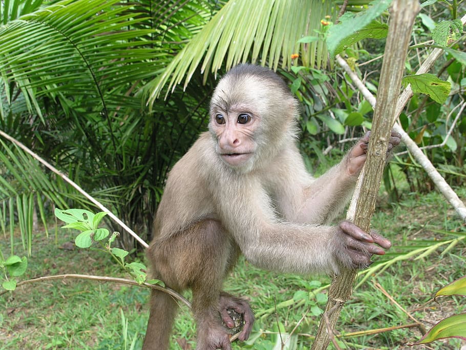 branch, tree, monkey, animal, nature, wild, jungle, zoo, primate HD wallpaper