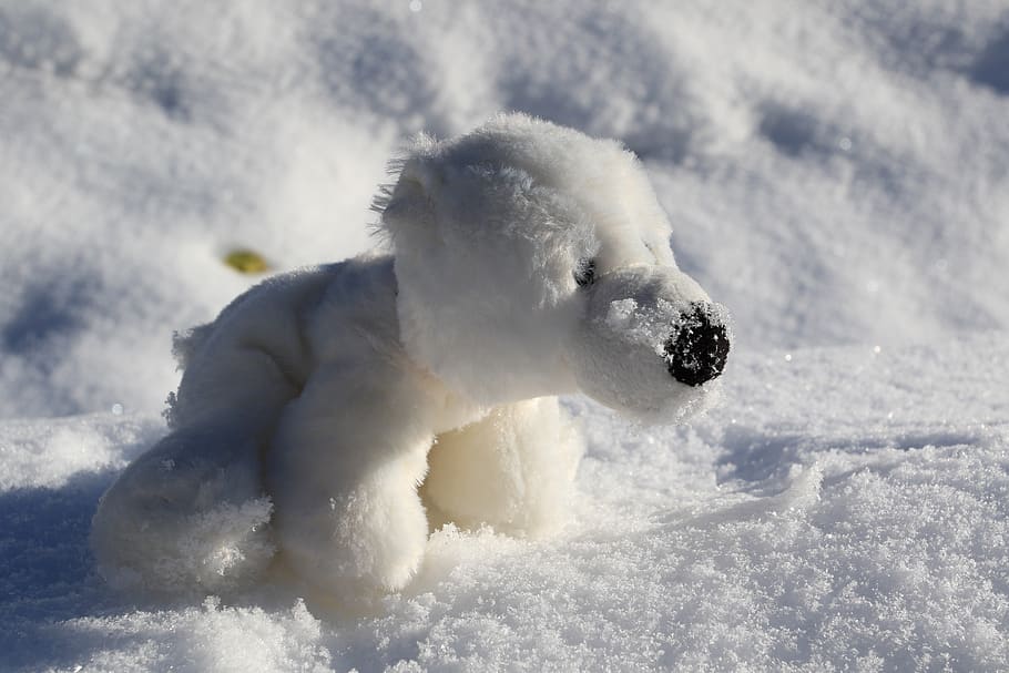 bear, white bear, nature, cute, toys, childhood, fresh, snow HD wallpaper
