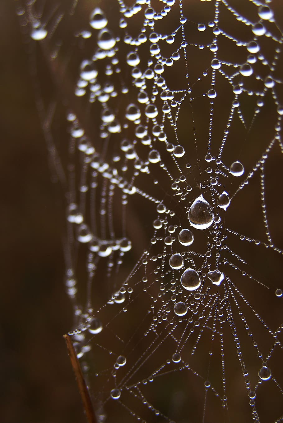 Macro Photography of Spiderweb, arachnid, blur, close-up, cobweb HD wallpaper