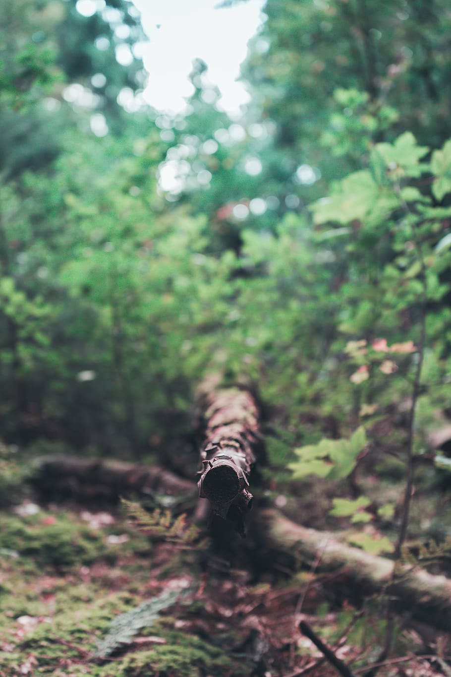 log, tree, dead tree, forest, greens, vegetation, plant, one animal HD wallpaper