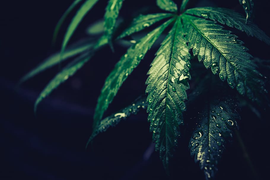 green leafed plant, plant part, green color, close-up, growth HD wallpaper