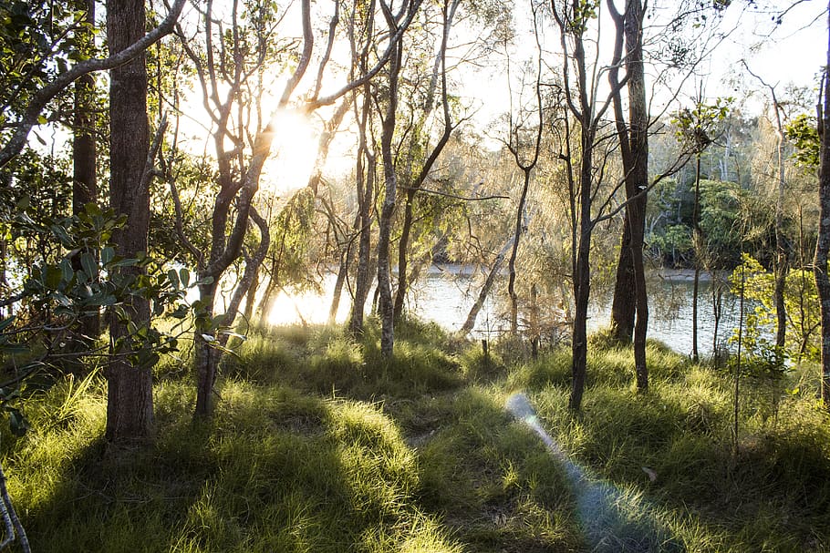 tree, light flare, grass, leafe, summer, sun, sunset, sunshine HD wallpaper