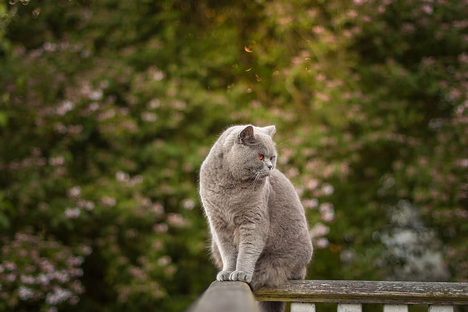 denmark, aakirkeby, boderne, trees, isolation, bokeh, cats HD wallpaper