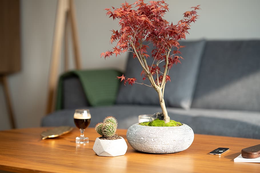 leaf, plant, tree, maple, table, furniture, wood, tabletop HD wallpaper