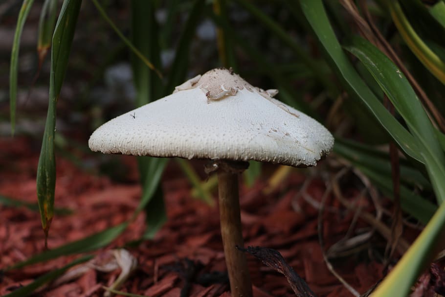 gray and brown mushroom during daytime close-up photography, fungus