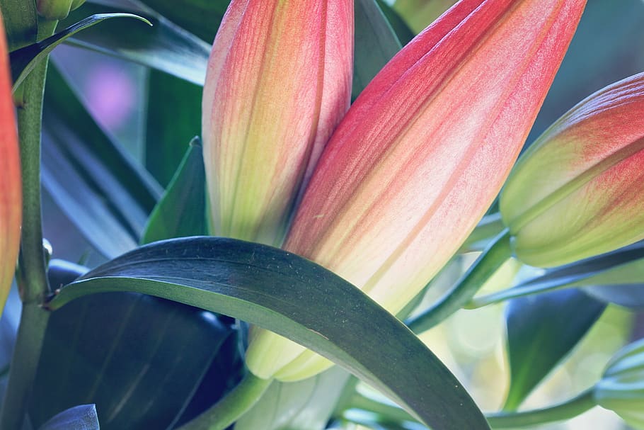 HD wallpaper: macro shop of pink flowers, blossom, flora, flax, plant