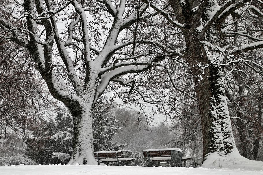 view, tree, snow, mood, black and white, park, winter, frozen HD wallpaper