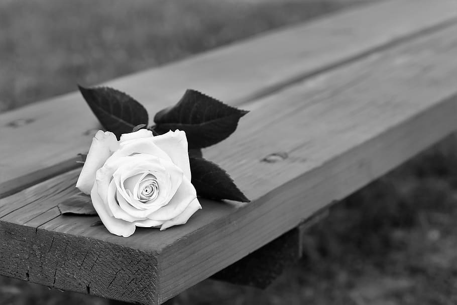 rose on bench, dramatic, flower, decoration, leaves, bright HD wallpaper