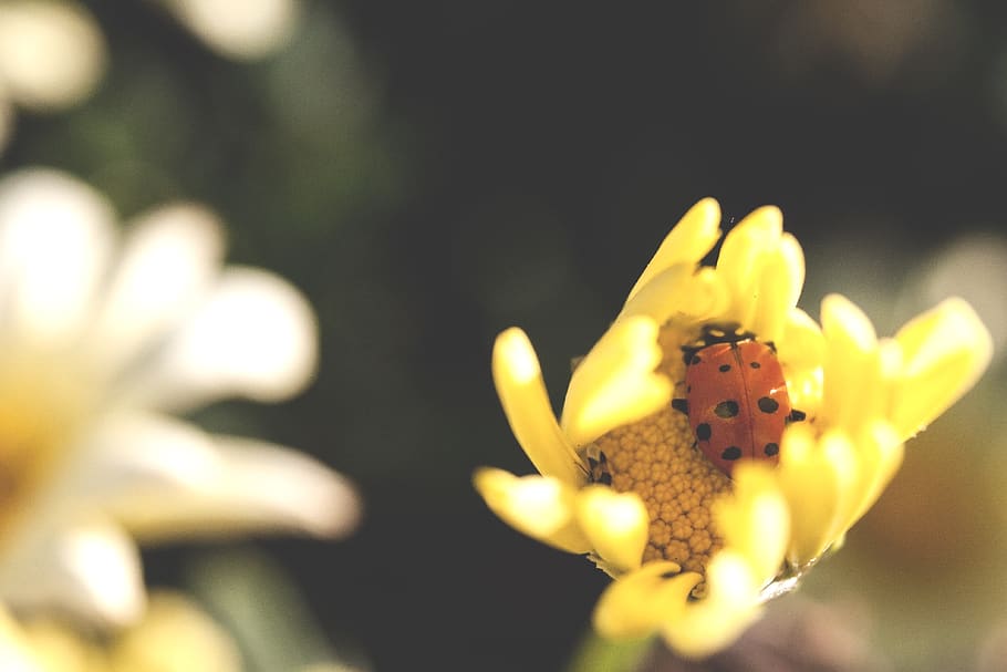 ladybug, flower, nature, insect, outside, macro, bugs, yellow HD wallpaper