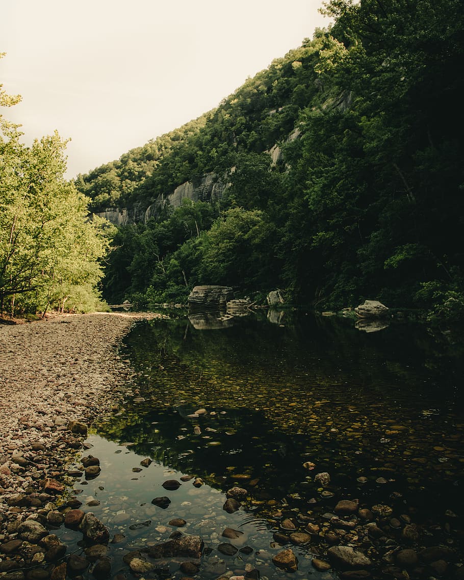 river between green-leafed trees and plants, water, tranquility HD wallpaper