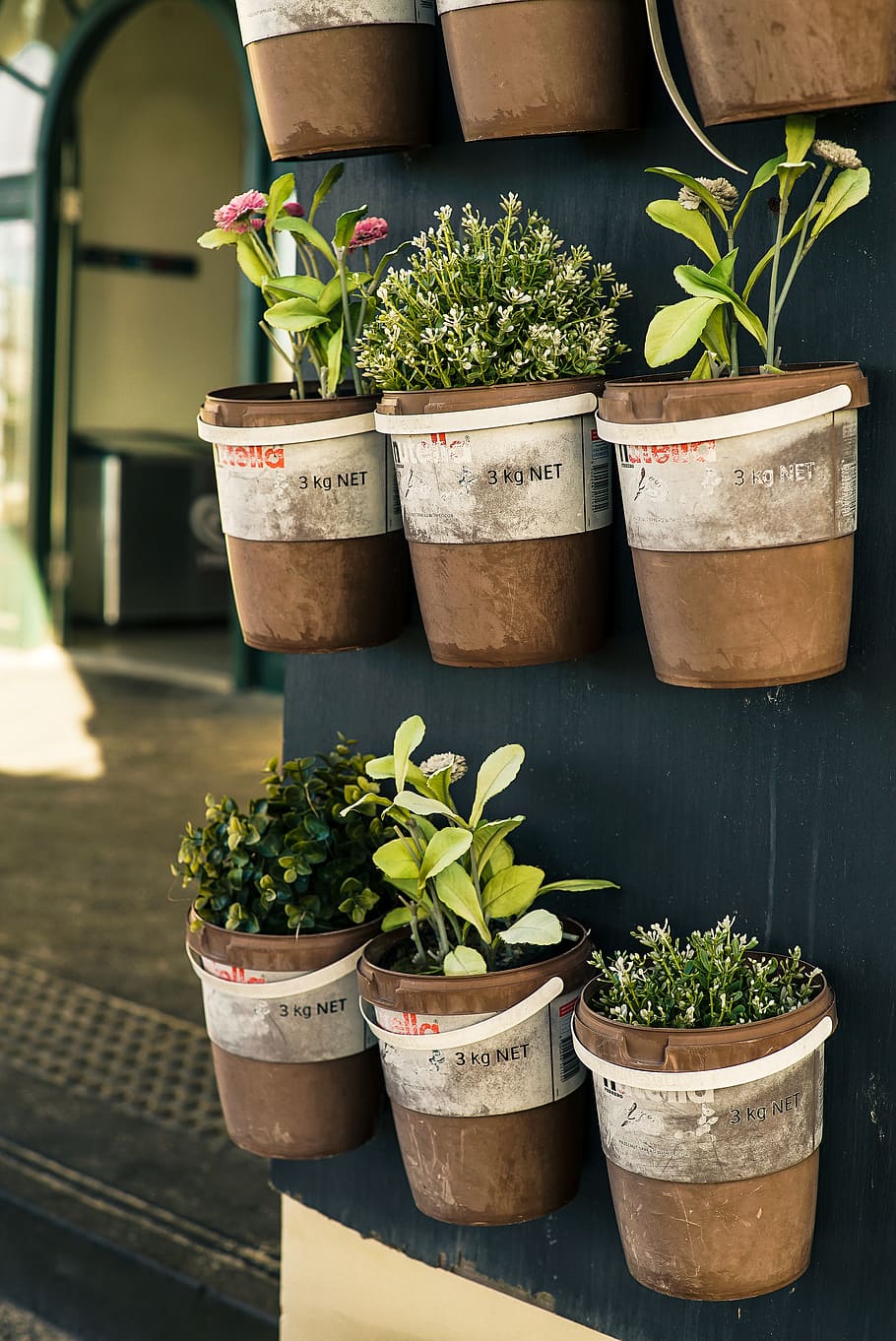Six Potted Plants Close-up Photo, bucket, container, flora, flowerpot HD wallpaper