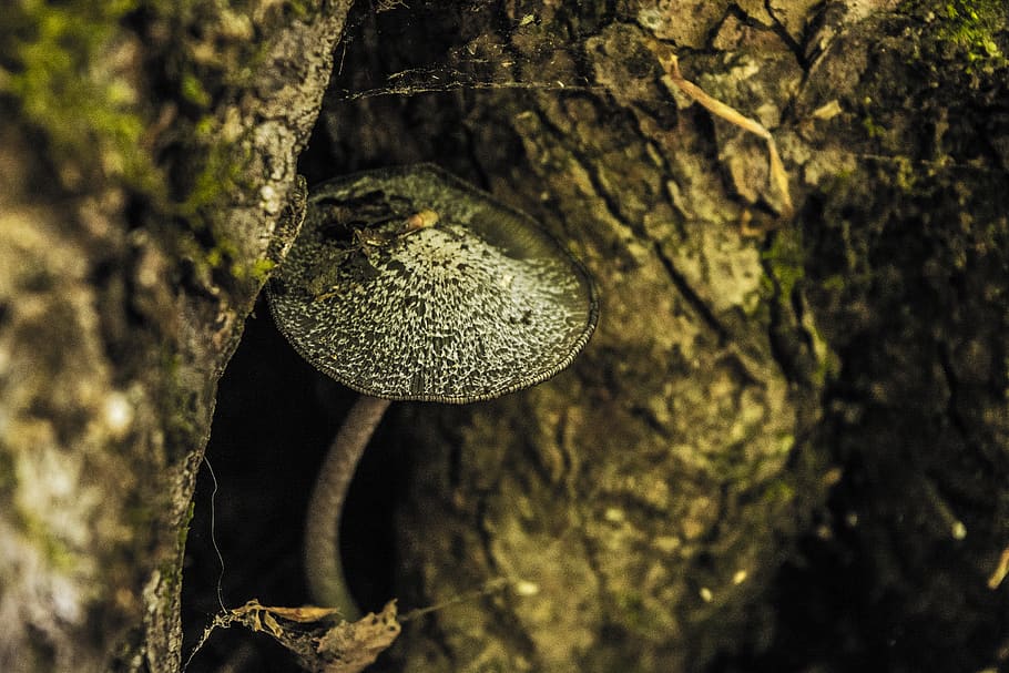 gray mushroom on tree bark, tree trunk, focus on foreground, plant HD wallpaper