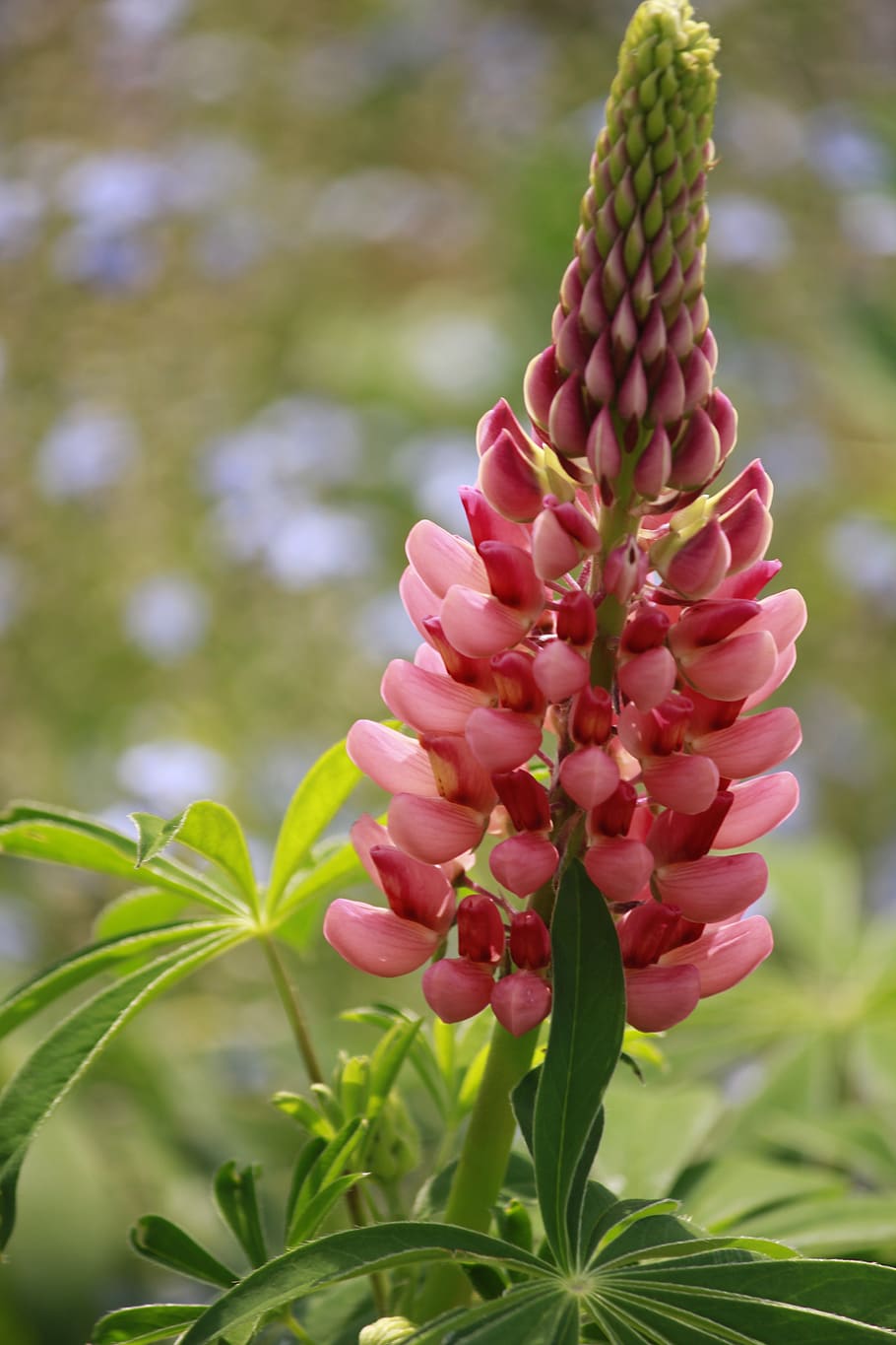 lupine, pink, close, growth, plant, close-up, beauty in nature HD wallpaper