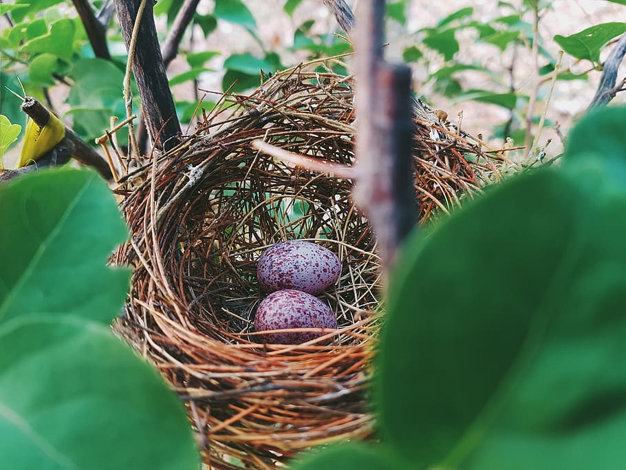 two eggs on nest, animal nest, food, food and drink, selective focus HD wallpaper