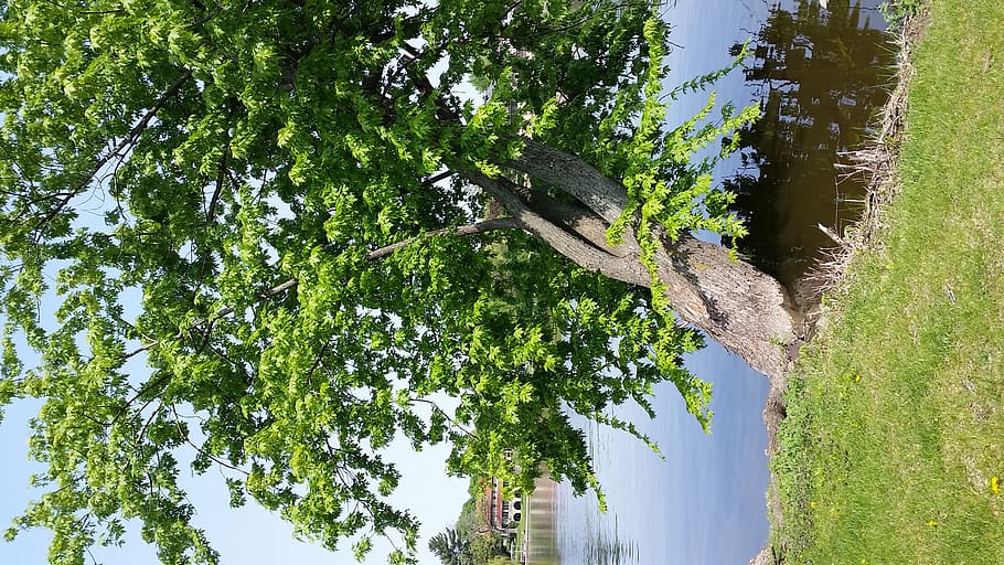 tree, summer, lake, river, water, leaf, leaves, plant, growth HD wallpaper