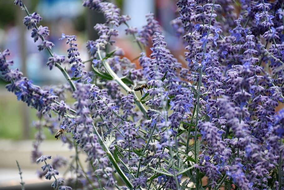 bee, flower, nature, insect, plant, flowering plant, vulnerability HD wallpaper