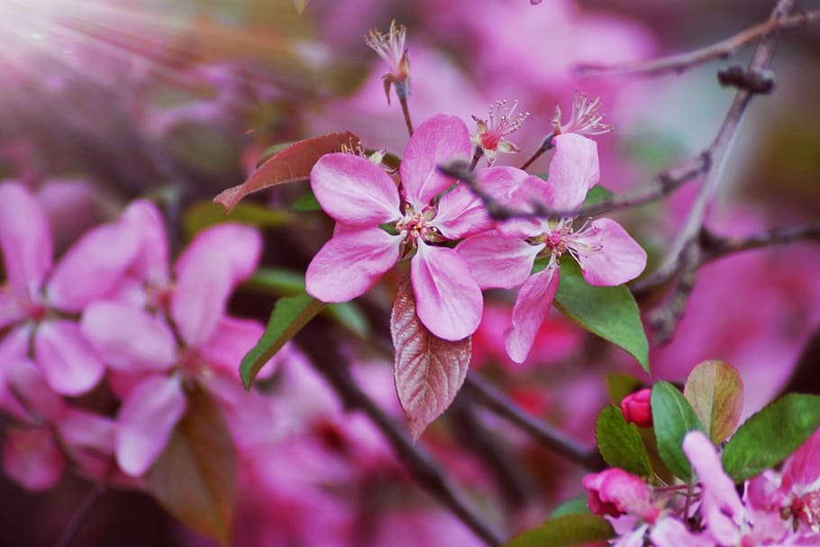bloom, summer, cherry, nature, wood, branch, petals, color HD wallpaper