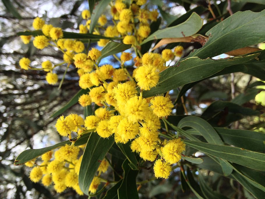 australia, parkville, yellow, australian, acacia, wattle, blossoms, HD wallpaper