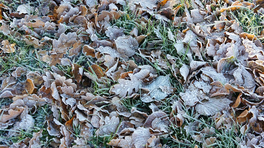 finland, espoo, otaniemi, fall, autumn, winter, leaves, frost HD wallpaper
