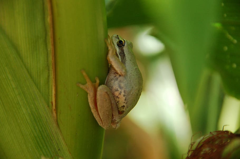 frog, tree, nature, biodiversity, corn, garden life, animal HD wallpaper