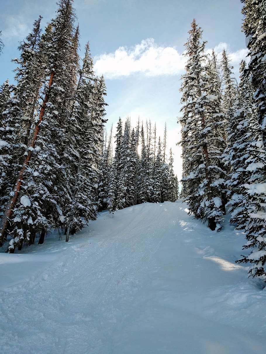 snow covered tree under clear blue sky, outdoors, abies, conifer HD wallpaper