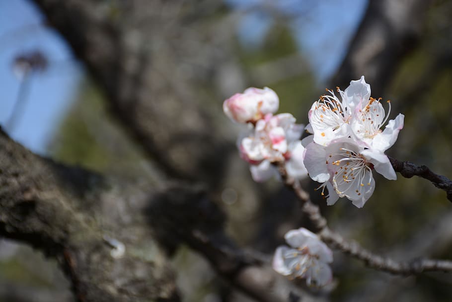 plant, flower, flowering plant, growth, beauty in nature, freshness HD wallpaper