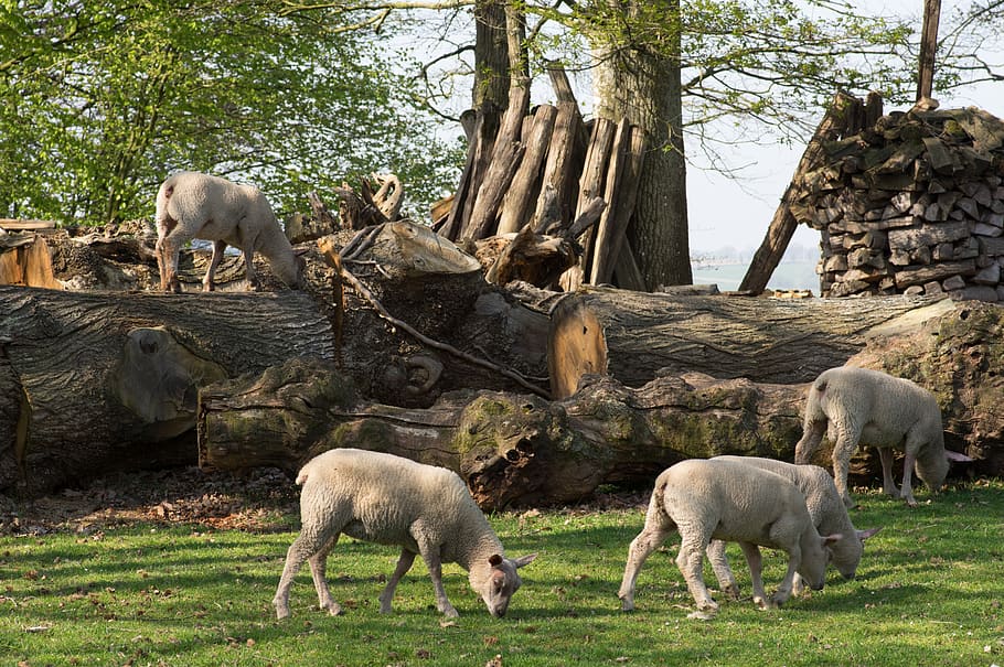 lamb, sheep, breeding, animals, grass, nature, rural, field HD wallpaper