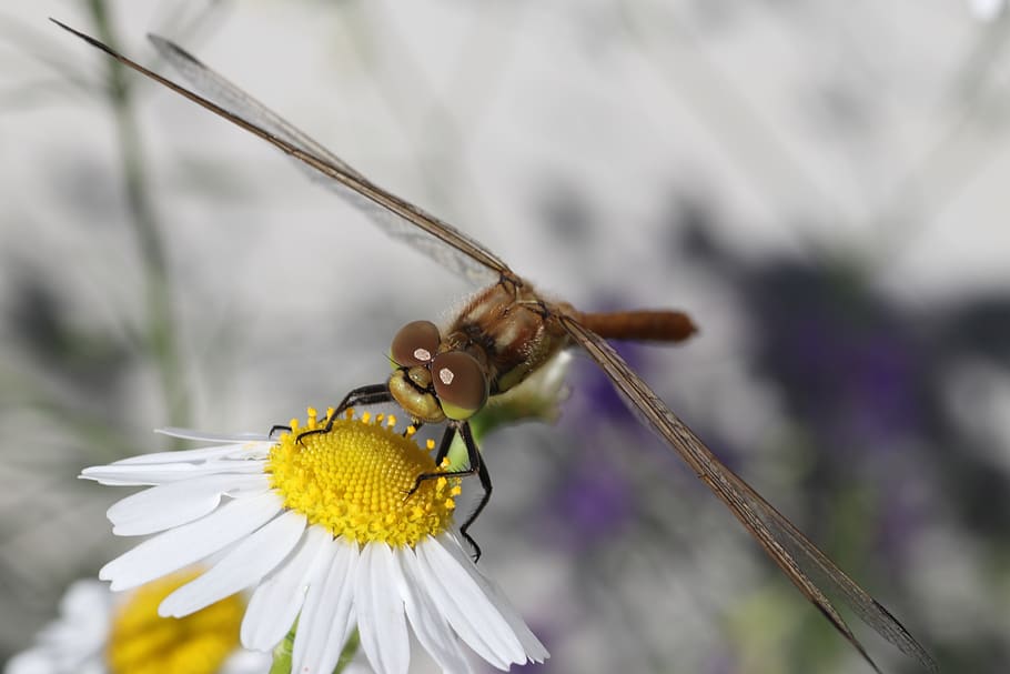 dragonfly, daisy, flower, violet, macro, beautiful, wildlife photography HD wallpaper