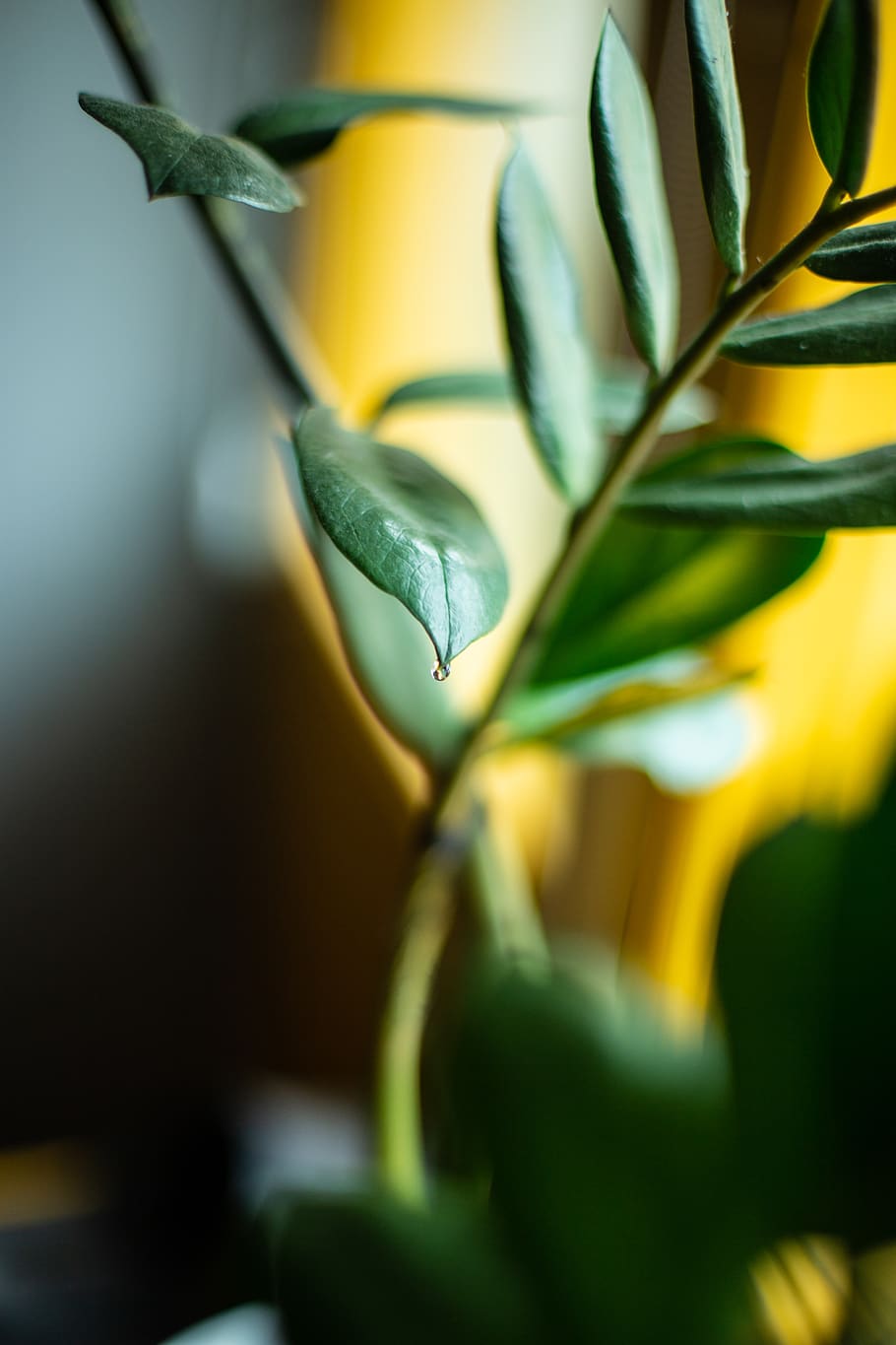Green Leafed Plant, macro, close-up, growth, selective focus HD wallpaper