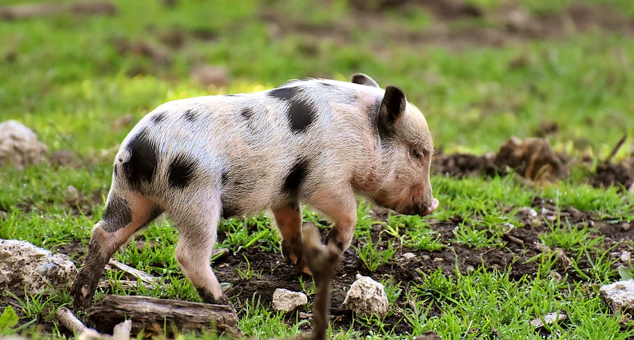 piglet, small pigs, mini, cute, sweet, funny, play, wildpark poing HD wallpaper