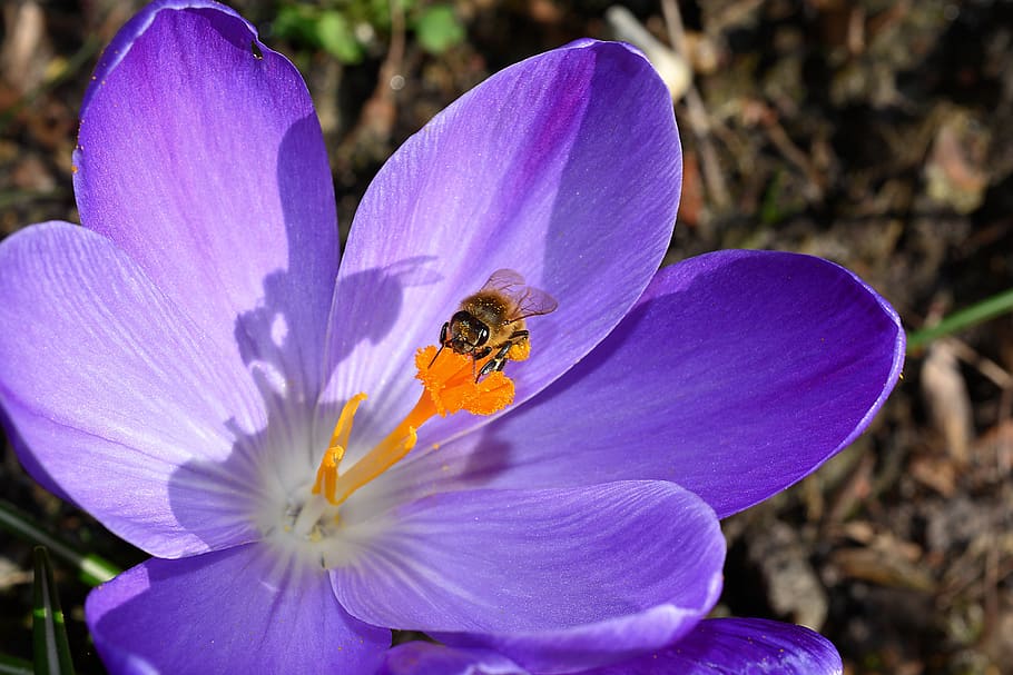 Bee on Purple Petaled Flower, bloom, blossom, close-up, crocus HD wallpaper