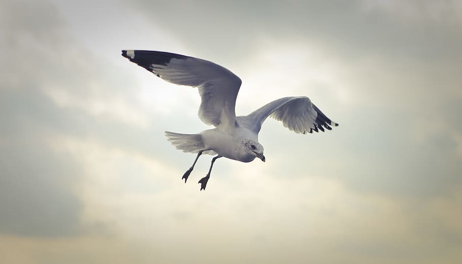 Ring-billed Gull Flying at Daytime, animal, clouds, cloudy, daylight HD wallpaper